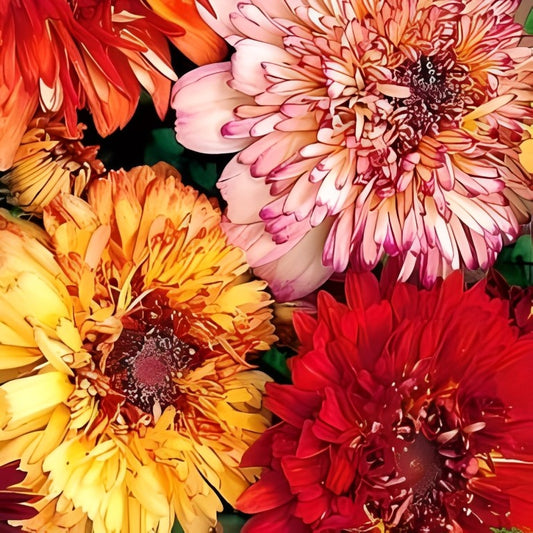 Chrysanthemum carinatum (Ganzebloem) - 'Dunnetti Semi Double Mix'