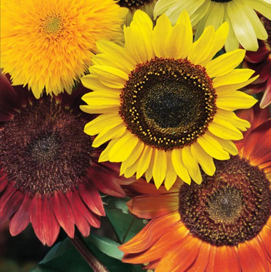 Helianthus - 'Dwarf Fantasy Mix'