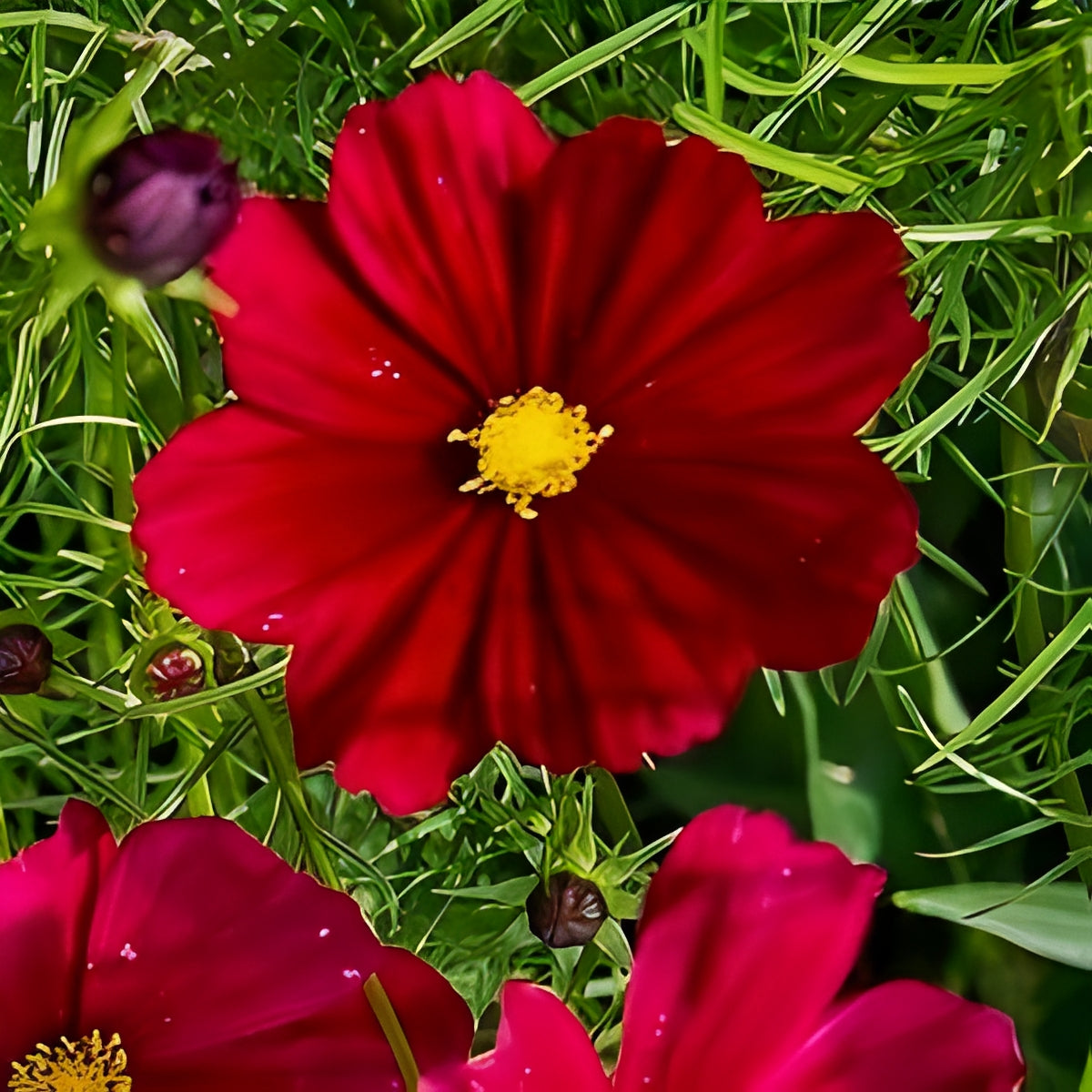Cosmea bipinnatus - 'Dwarf Sensation Red'