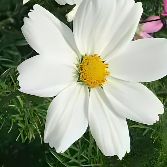 Cosmea bipinnatus - 'Dwarf Sensation White'