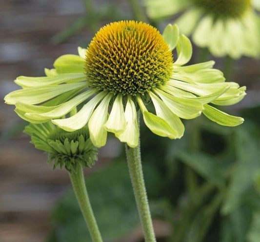 Echinacea purpurea - 'Alan's Pride'