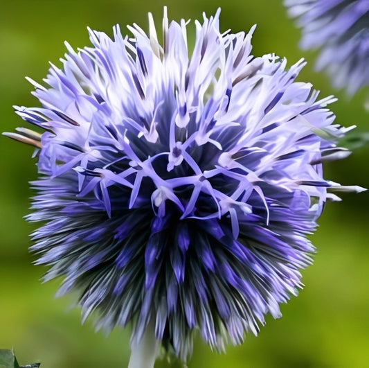 Echinops ritro (Kogeldistel) - 'Violet'