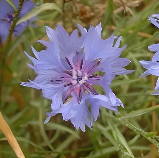 Echte Korenbloem (Centaurea cyanus)
