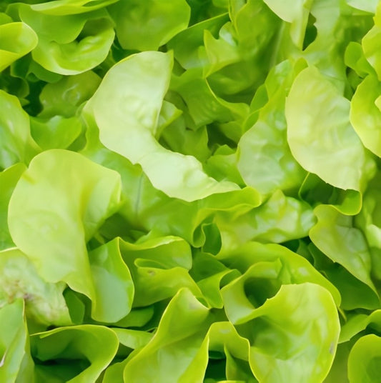 Eikenbladsla - 'Green Salad Bowl'