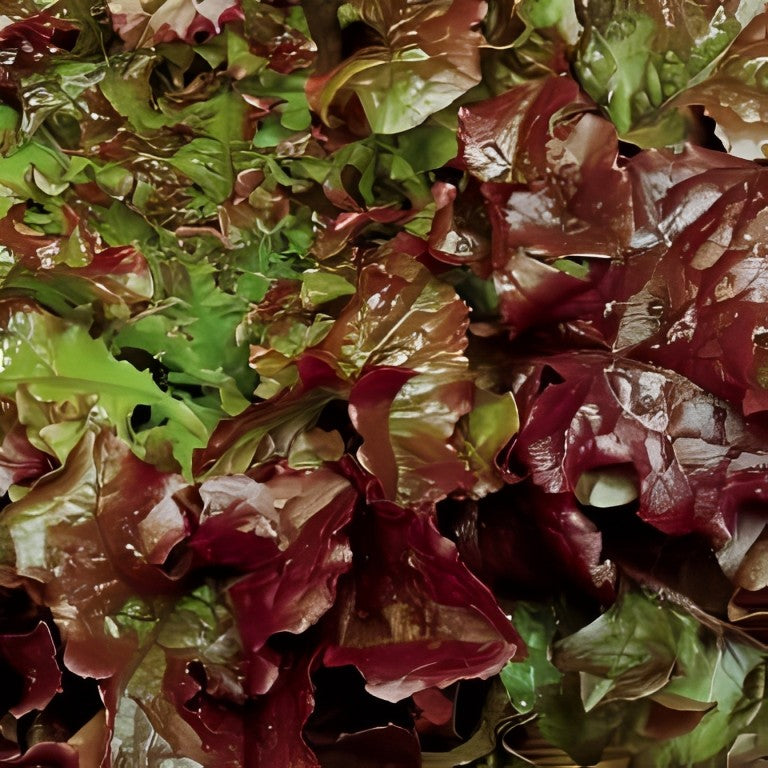 Eikenbladsla - 'Red Salad Bowl'