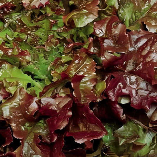 Eikenbladsla - 'Red Salad Bowl'