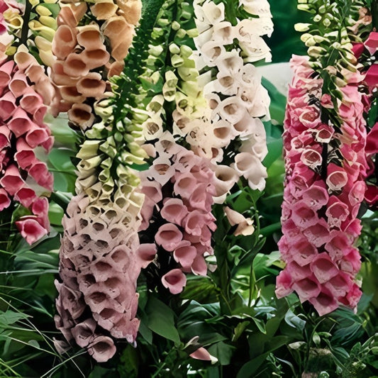 Digitalis purpurea - 'Excelsior Mix'
