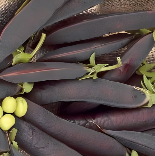 Kapucijner - 'Ezetha Krombek Blauwschokker'