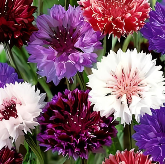 Centaurea cyanus - 'Tall Double Frosty Mix'