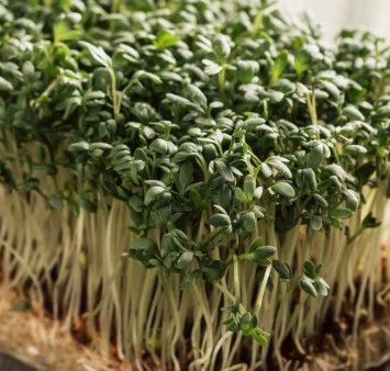 Broccolicresse