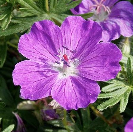 Geranium sanguineum (Bloedooievaarsbek)