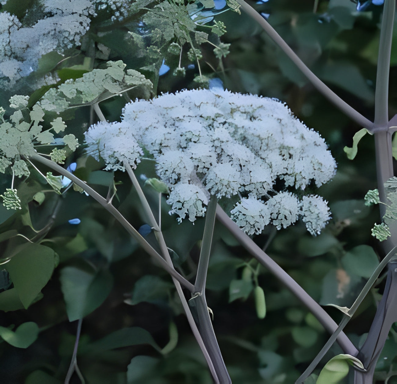 Engelwortel - 'Gewone'