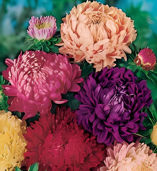 Callistephus chinensis - ‘Giant Mum Mix’