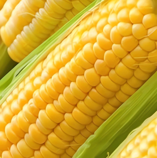 Suikermais - 'Golden Bantam'