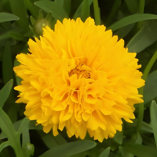 Coreopsis grandiflora (Meisjesogen) - 'Golden Globe'