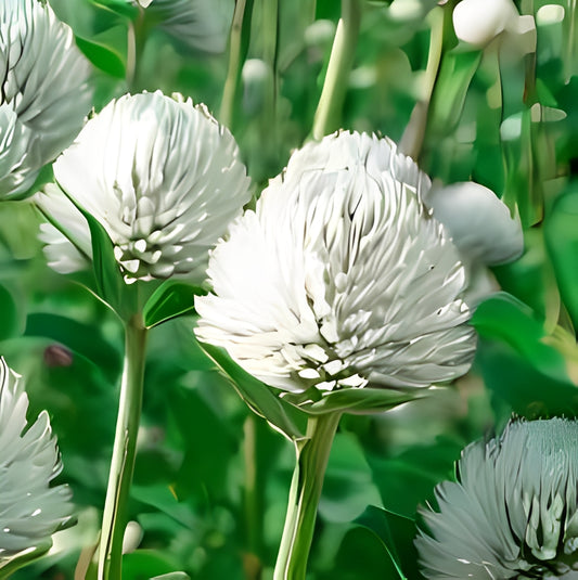 Gomphrena globosa - 'White Flowered'