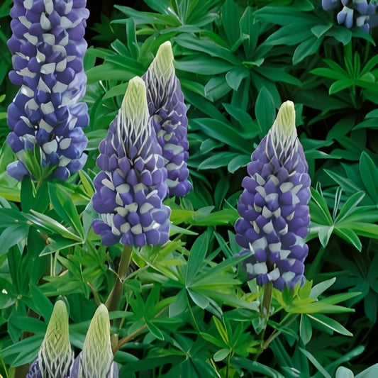 Lupinus polyphyllus - 'The Governor'