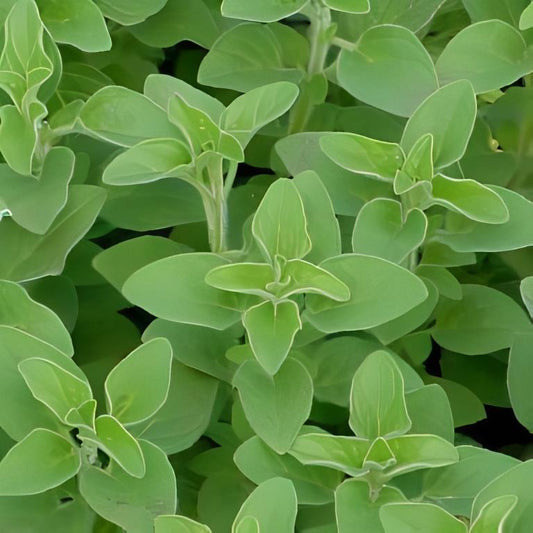 Griekse Oregano
