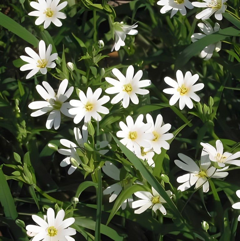 Grote Muur (Stellaria holostea)