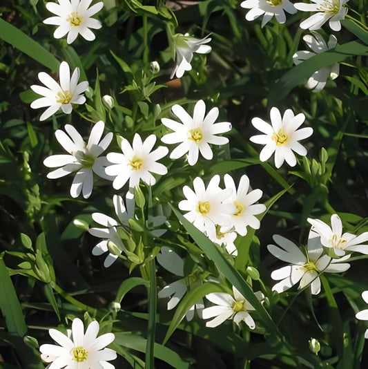 Grote Muur (Stellaria holostea)