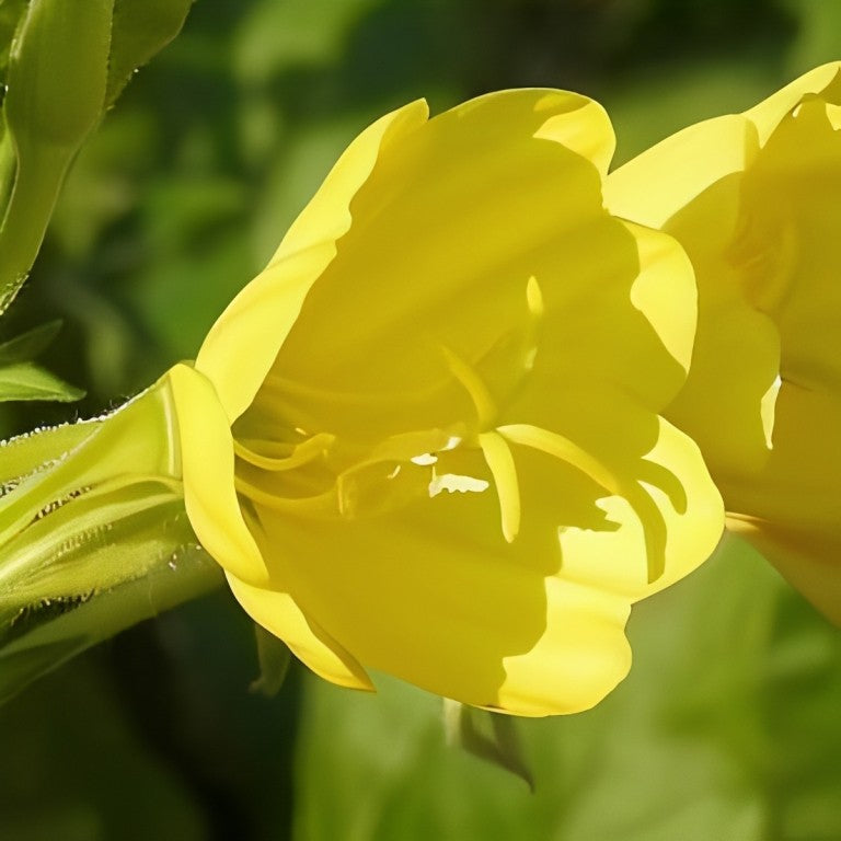 Grote Teunisbloem (Oenothera lamarckiana)
