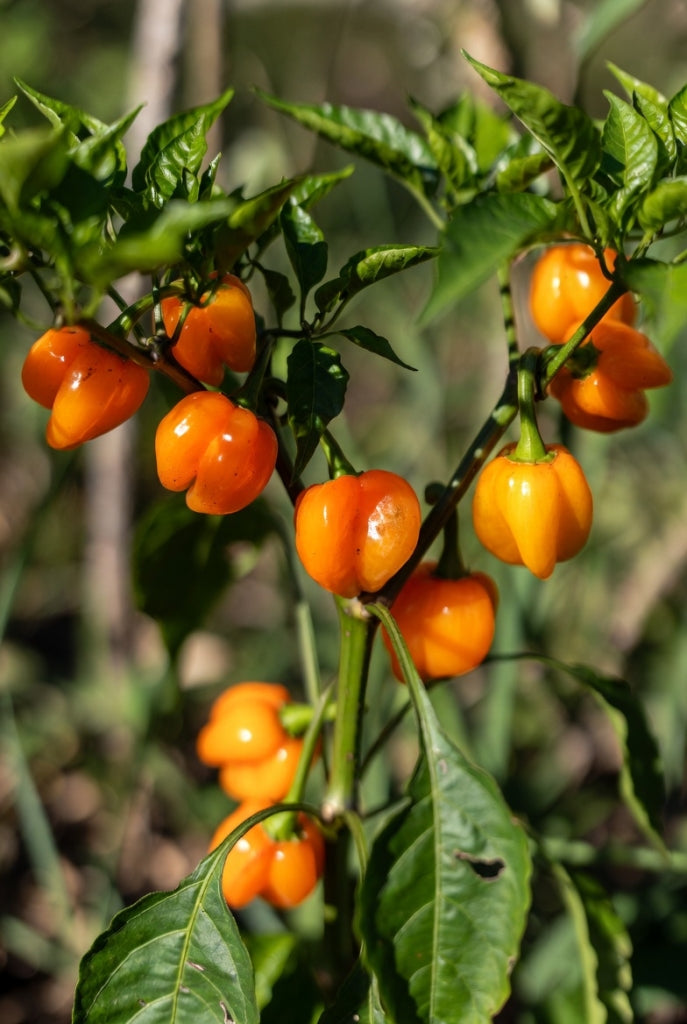 Groenteplantenpakket Hete Peper (Pre-order)