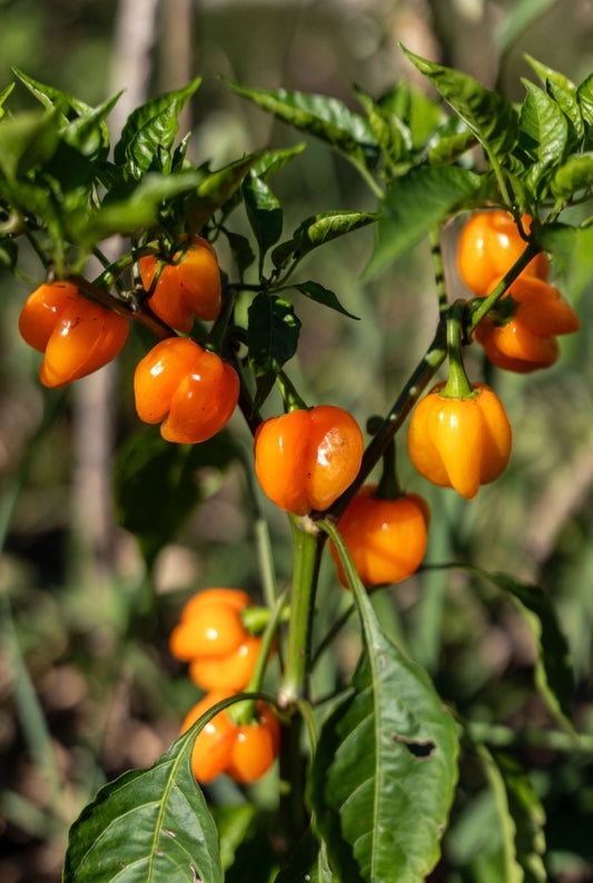Groenteplantenpakket Hete Peper (Pre-order)