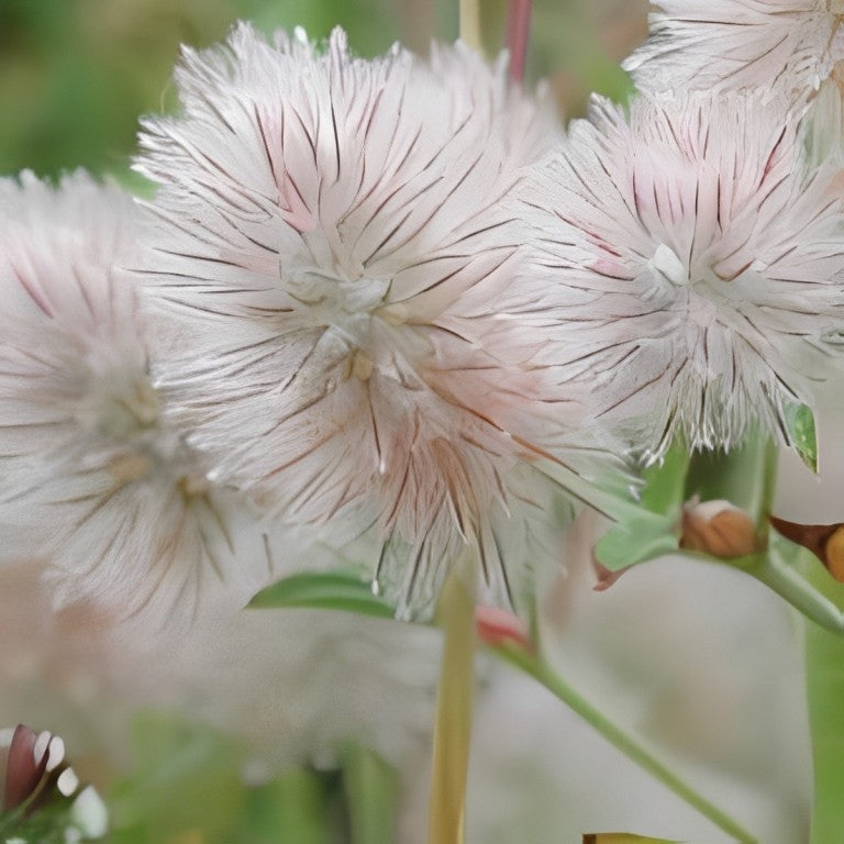 Hazenpootje (Trifolium arvense)