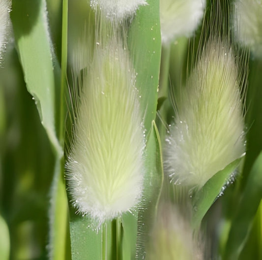 Lagurus ovatus (Hazenstaartje)