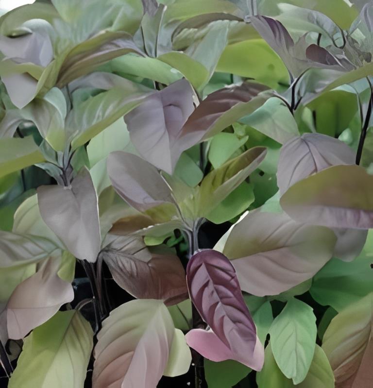 Heilige Basilicum - 'Green Tulsi'