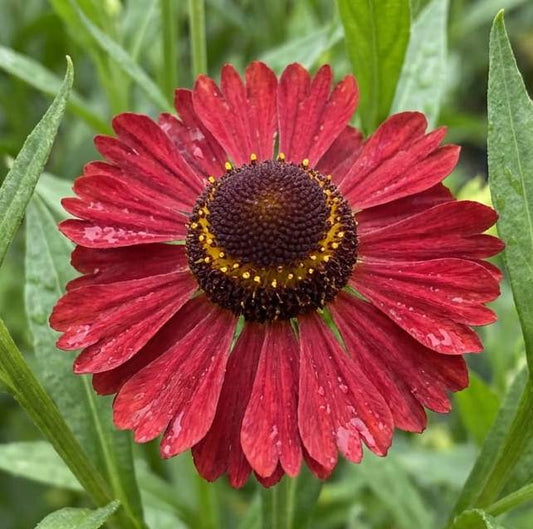 Helenium autumnale 'Red'