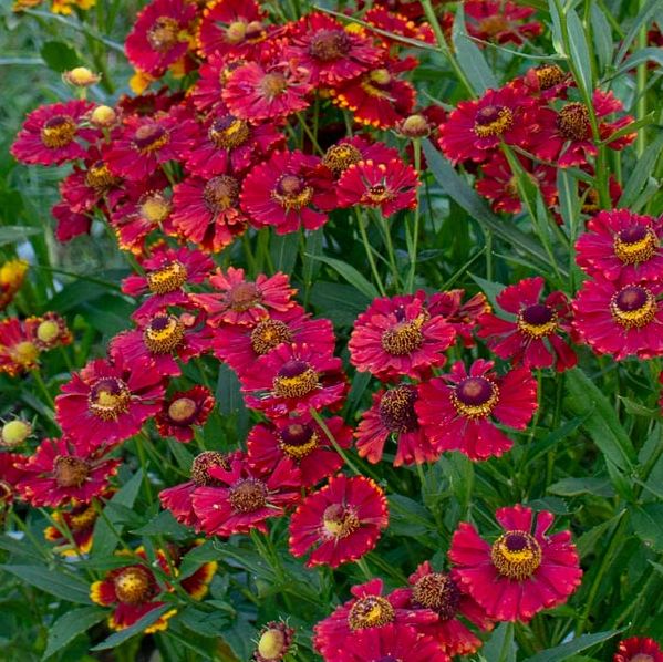 Helenium autumnale 'Red'
