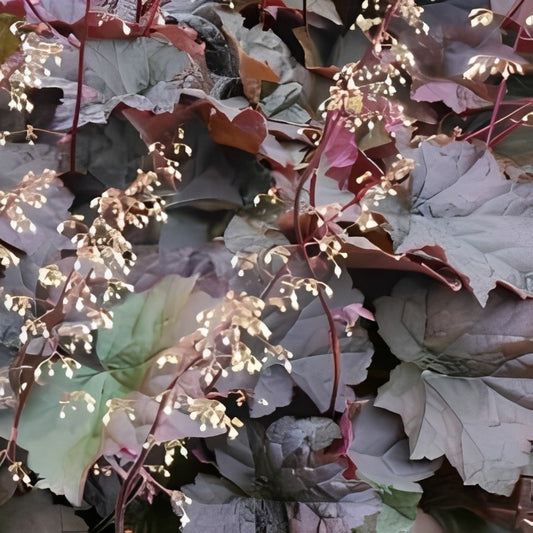 Heuchera micrantha (Purperklokje) - 'Palace Purple'