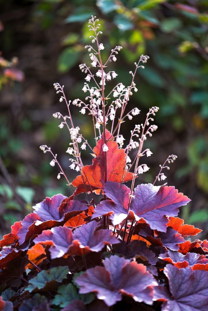 Heuchera micrantha (Purperklokje) - 'Palace Purple'