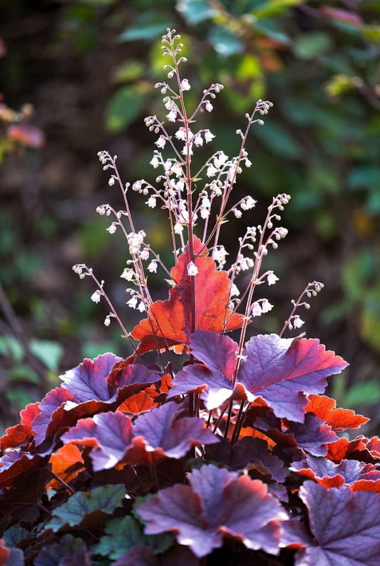 Heuchera micrantha (Purperklokje) - 'Palace Purple'