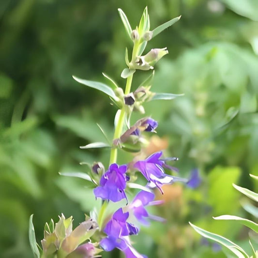 Hysop - 'Blauwbladig'