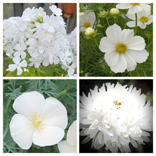 'Beter-in-een-Pot' Pakket 'Wit'