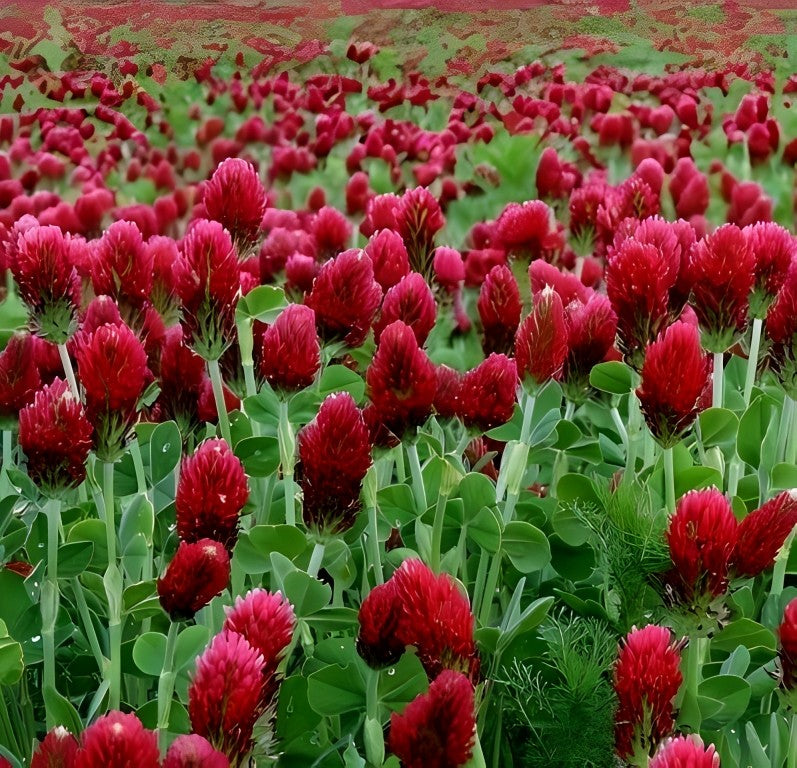 Inkarnaatsklaver (Trifolium incarnata)