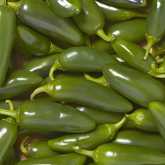 Peper - 'Jalapeño'