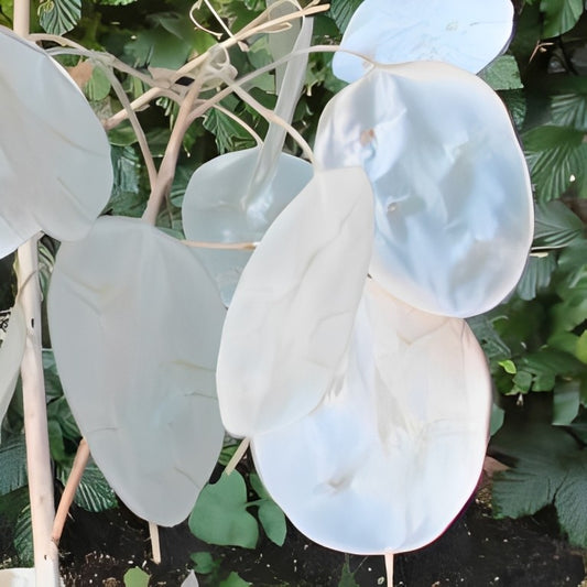 Judaspenning (Lunaria annua)