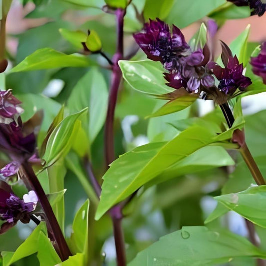 Kaneel Basilicum - 'Cinamonette'