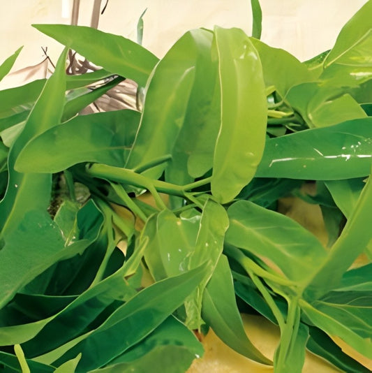 Kankong (Waterspinazie)