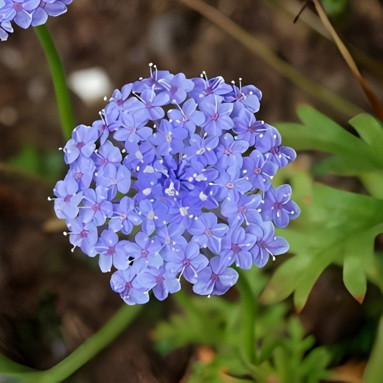 Didiscus caeruleus (Kantbloem) - 'Lavender Blue'