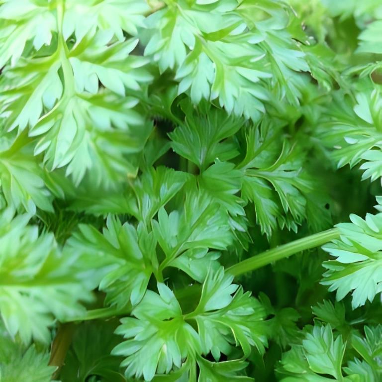 Kervel - 'Vertissimo'/'Brusselse Winter'