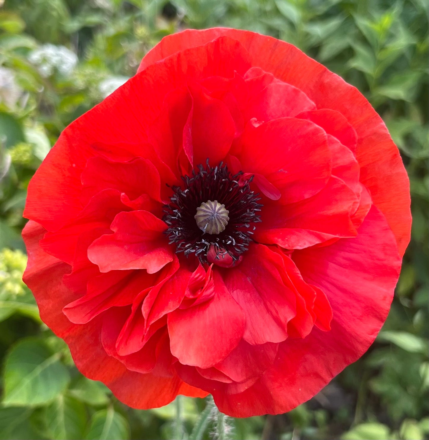 Wilde Klaproos (Papaver rhoeas)