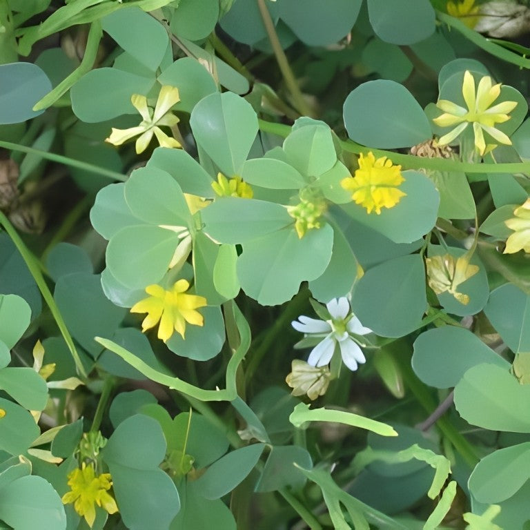 Kleine Klaver (Trifolium dubium)