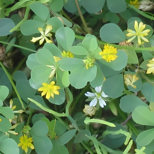 Kleine Klaver (Trifolium dubium)