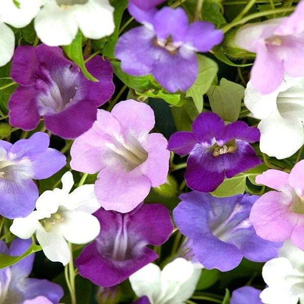 Asarina scandens (Klimmende leeuwenbek) - 'Formula Mix'