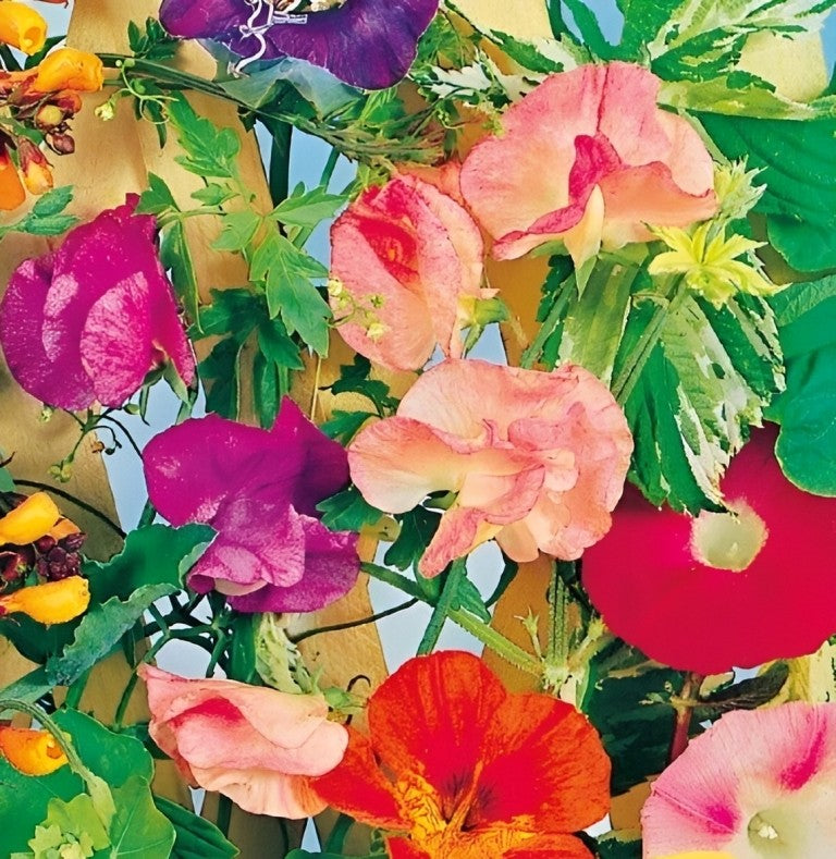 Klimplantenmengsel