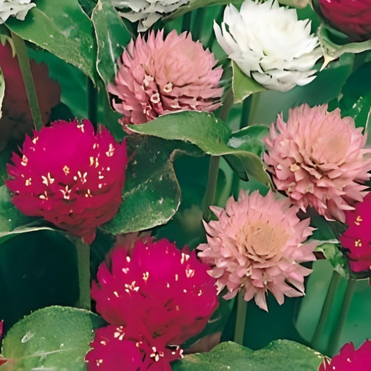 Gomphrena globosa (Kogelamarant) - 'Mixed'